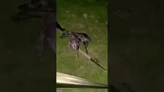 Coconut Crab Fight his own Battle #trending #youtubeshorts #viral #tiktok #shorts #funny #Youtube