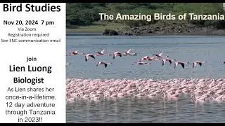 The Amazing Birds of Tanzania 24.11.14