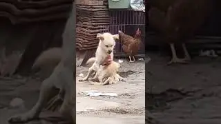 dog vs cock fight ##shorts #funnyshorts #fight