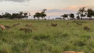 The noise tells the story of the fight for possession of the remains of the hippo carcass.