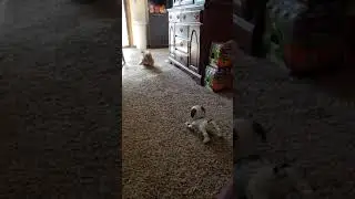 Wookie-Puppy vs. Droid Dog