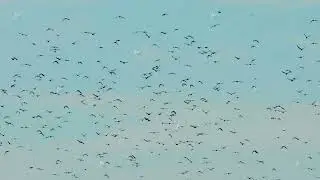 Amazing Wildlife Murmuration Of Starlings. Starlings Flying. Flying Sturnus Vulgaris Flock In
