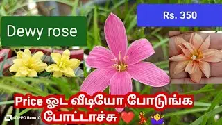 Rainlily Diwali offer sale enquiry time 11am-3pm 8973385884 whats app message with name place 