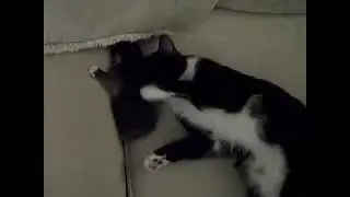 Baby Kitten Tootsie Roll and Her Mommy Eevee, 17 Days Old