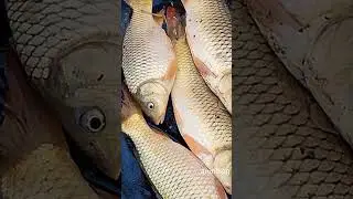 kaman fish cutting skills/#arunblog #shortvideo #fish  #shortsfeed #shorts #food #viralreels