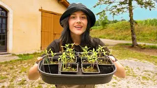 Je lance mon POTAGER TARDIF (et r&eacute;pare les d&eacute;g&acirc;ts du mur) - EP9