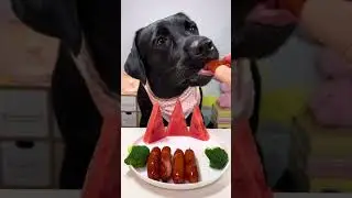 Are You Making These COMMON Dog Food Mistakes That Harm Your Pet?