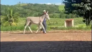 AH JUMENTO MARCHADOR 