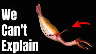 Why the Strangest Fossils Defy Science &ndash; And What They Reveal About Prehistoric Life