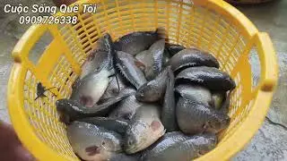 Thu Hoạch Ao Cá Rô Ngày 11/07/2024 || Giá Cá 38/40 Chủ Ao Vui Vì Có Lợi Nhuận