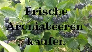 Wo bekommt man frische Aroniabeeren Auf der Bio Aronia Plantage von Heide Aronia