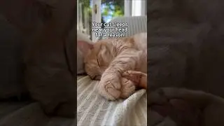Why Cats Sleep Near Your Head 🐱💤