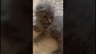 Sevimli pişik balalarının g&uuml;ləşi | Cute Kitten Wrestling Match 🐾🎵