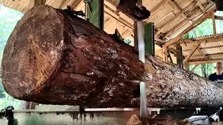 Dramatic incident at the sawmill while processing giant mahogany logs