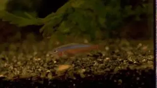 Kardinal tetra. Syk?