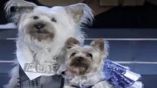 PUP CHRISTMAS 🎄  PUP TINY - WHAT CHRISTMAS MEANS