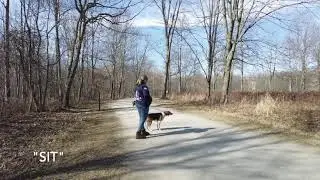 Best Dog Training Toledo, Ohio! 4 Year Old American Fox Hound, Duke!