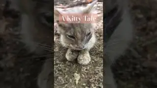 Once upon a time&hellip; #cat #kitty #healing #karma #nature #hawaii #love #live #life #care #help
