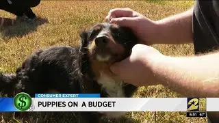 Puppies on a budget