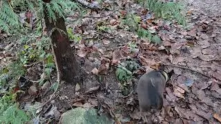 #asmr urban dog walk. no talking