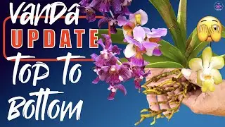 Vanda UPDATE | Root progress🤔 RUST Geek moments 🤓 Blooms 🌸 Bareroot | Semihydroponics #ninjaorchids