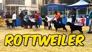 Rottweiler Champion Class In Madhyamgram City Of Joy Kennel Club Dog Show 2026