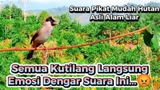 Pikat kutilang MUDAH HUTAN gacor memanggil lawan, semua kutilang langsung ngumpul🦅