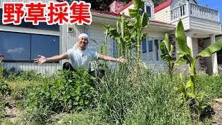 昆虫館の庭がリクガメの餌の宝庫になっていました