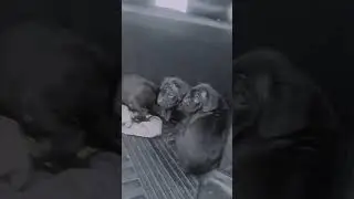 pure Italian Canecorso puppies available 9728644404 #puppy #pets #cane #canecorso #love #youtube