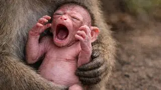 🔴 LIVE: So Beautiful & Cute! Baby Monkey&rsquo;s Daily Life 🐒🌿