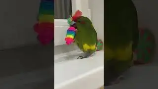 Вечер с моим попугаем | Новозеландский прыгающий попугай | Какарики🦜