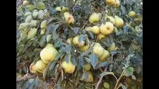 Fruit of Chitral I Pear