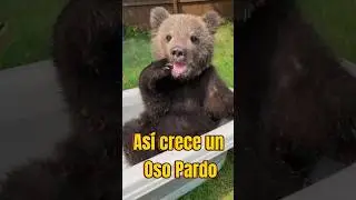 &iexcl;As&iacute; es como crece un Oso Pardo!