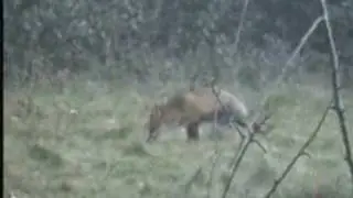 Country Foxes