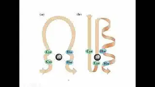 Structural motifs in DNA binding proteins