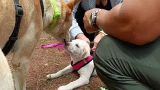 JUST WALKING AROUND CAMP JOHN HAY BAGUIO CITY #walking with #dogs