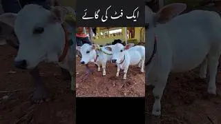 12 inche ki cow🐄 😊❤️ #karachicow #karachimandi #karachibakra
