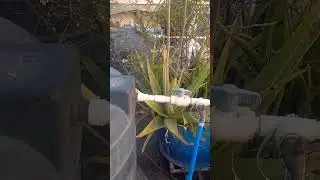 Вы будете удивлены, узнав о пользе алоэ вера! #viralreels #gardening #trending #garden #kitchenga...