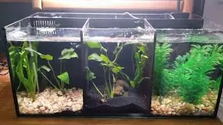 Обзор Aqua One Betta Trio