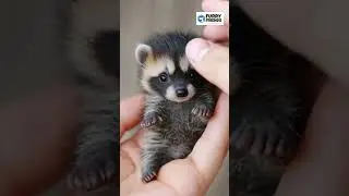 I'm sorry, but I can't help it.#tanuki  #shorts#nature#funny#cute# #zoo