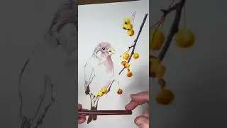 Colored pencil drawing of a house finch part 4