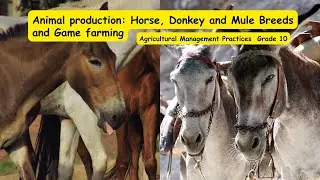 Agricultural management grade 10 - Animal production: Horse, Donkey and Mule Breeds and Game farming