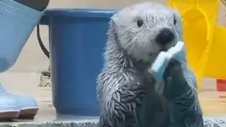 Sea Otter Who Have Desperate For a Lot Of Toys 🤣🦦|Cute Otter #shorts