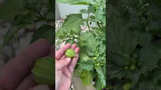 Cutleaf ground-cherry #gardening