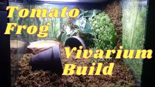 tomato frog vivarium build - Scarlet gets an upgrade