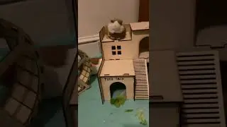 Guinea pig explores her new wooden hut&mdash;laser printed by Mom&rsquo;s student!