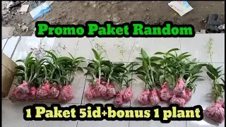 Promo Special Anggrek Hari ini Paket Random 5id + bonus 1 plant..