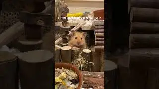 Yes of course I had to make a pitched up hamster version of this song #hamster #hamstercage