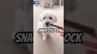Snack O&rsquo;Clock #dogs #pets #petlife #doglife #snack #perros #mascotas #k&ouml;pekler #개