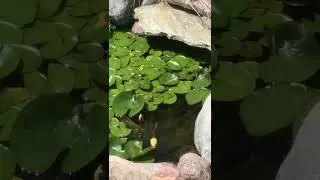 Frogs in our pond!